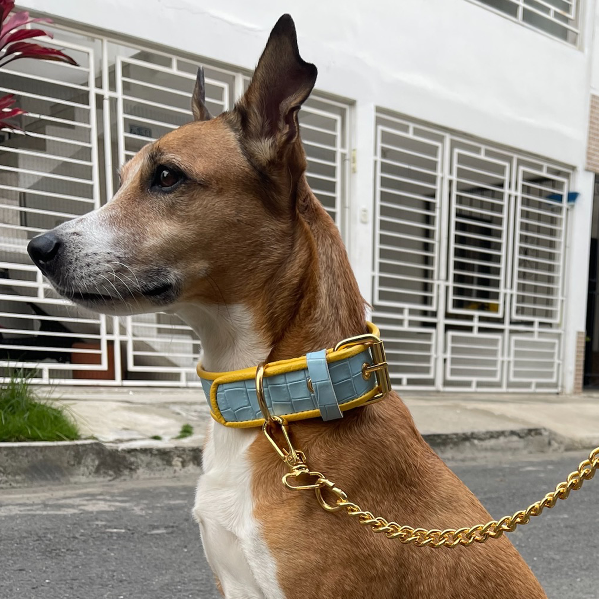 COLLAR BUENOS DÍAS - Imagen 2