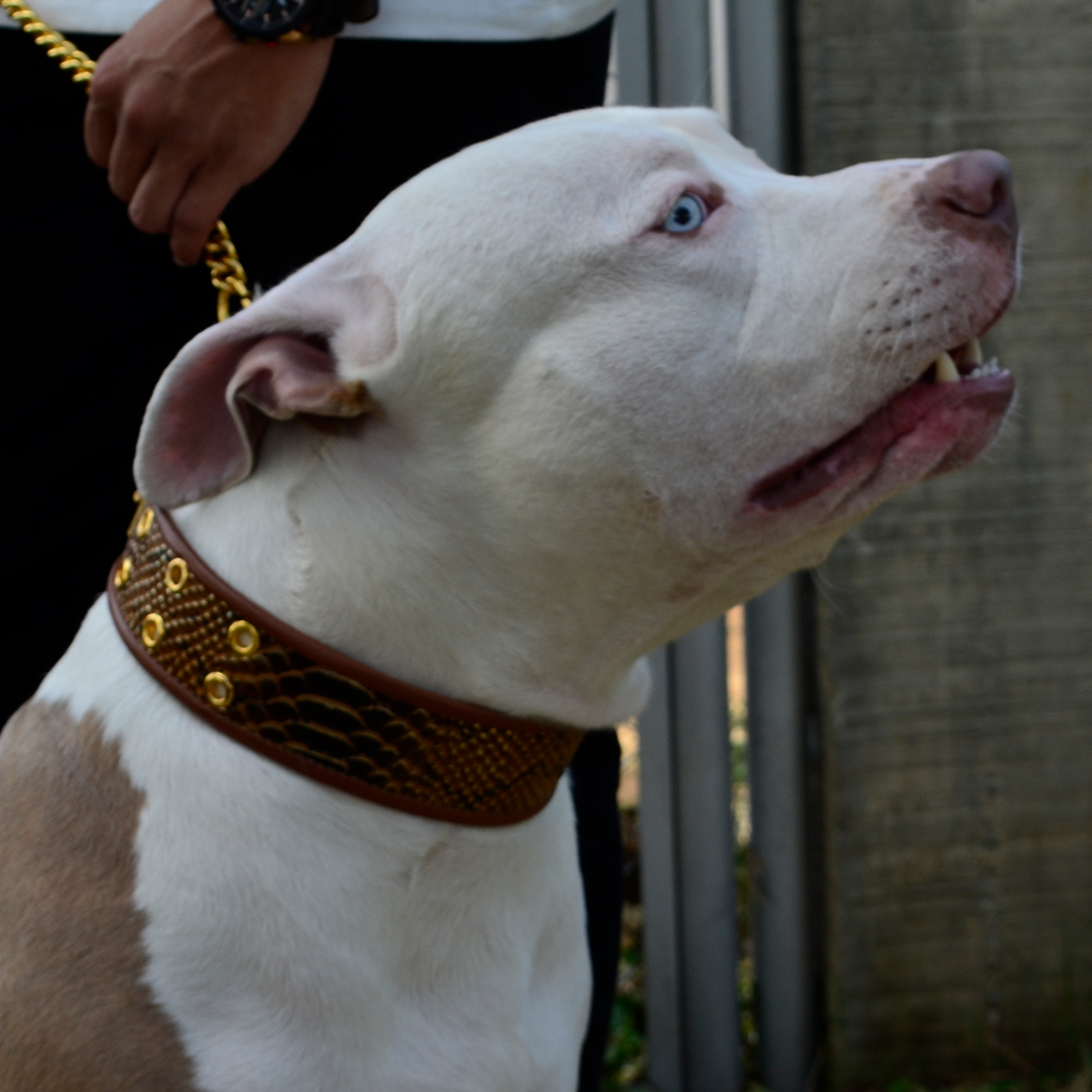 COLLAR TIERRA - Imagen 2